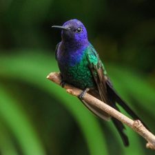 humming bird humming bird