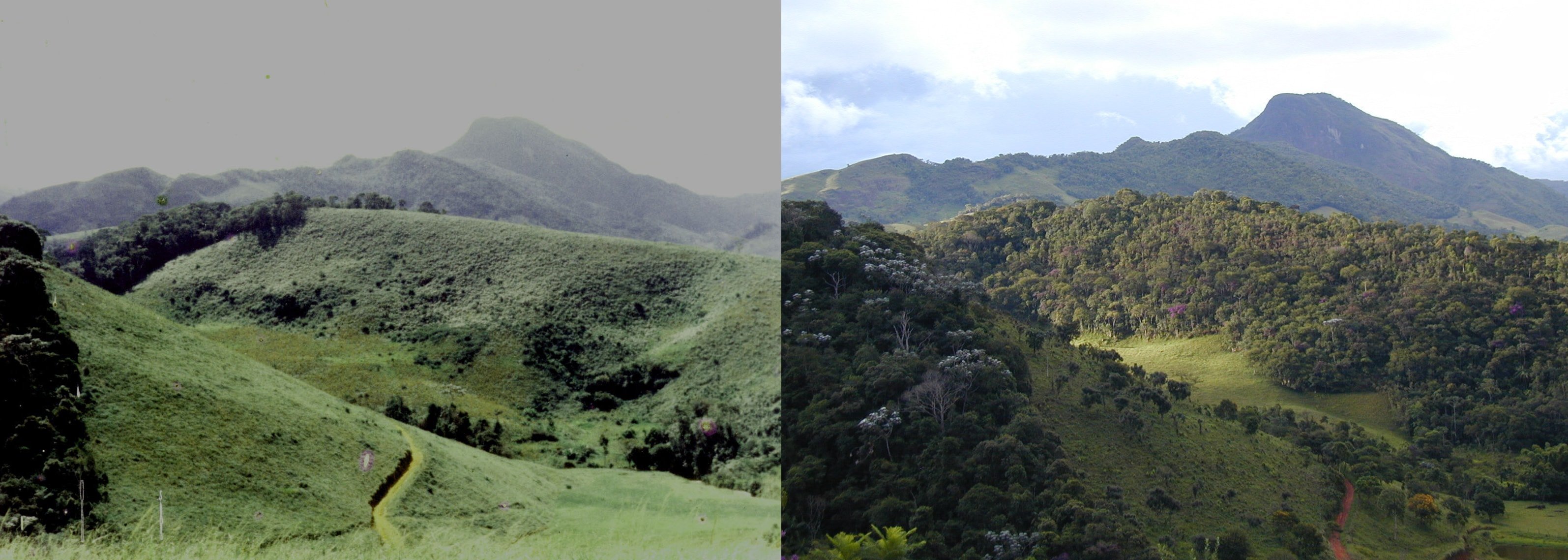 two images compare before and after reforestation at iracambi